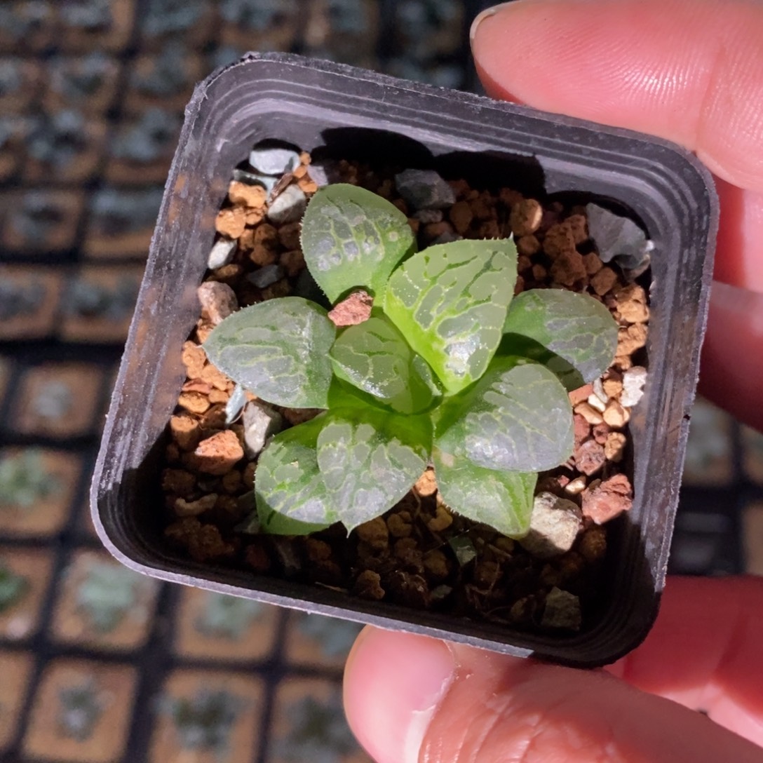 2512 一颗生生不息 高货 圣诞福利