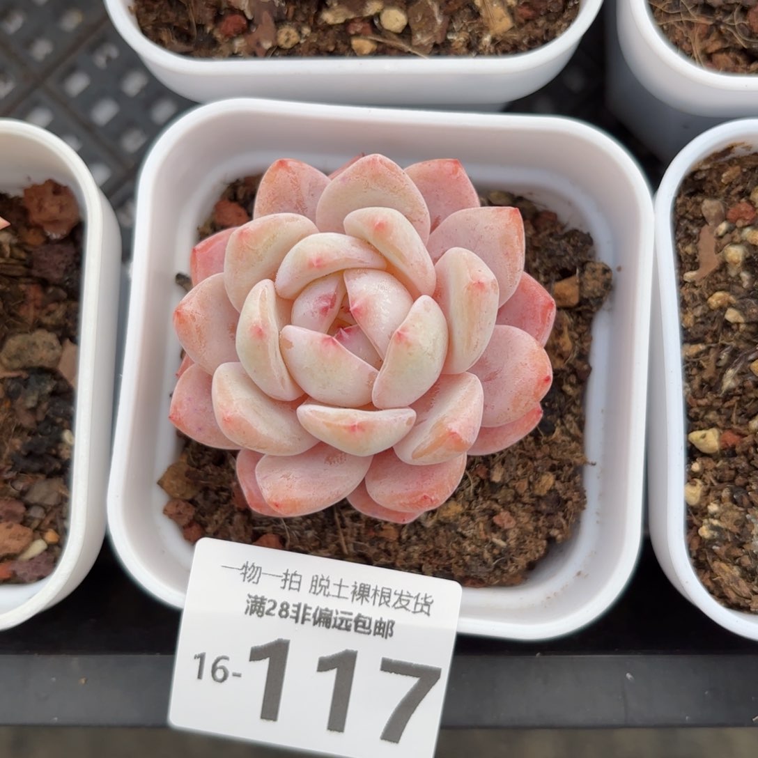 橙梦露单头多肉多肉