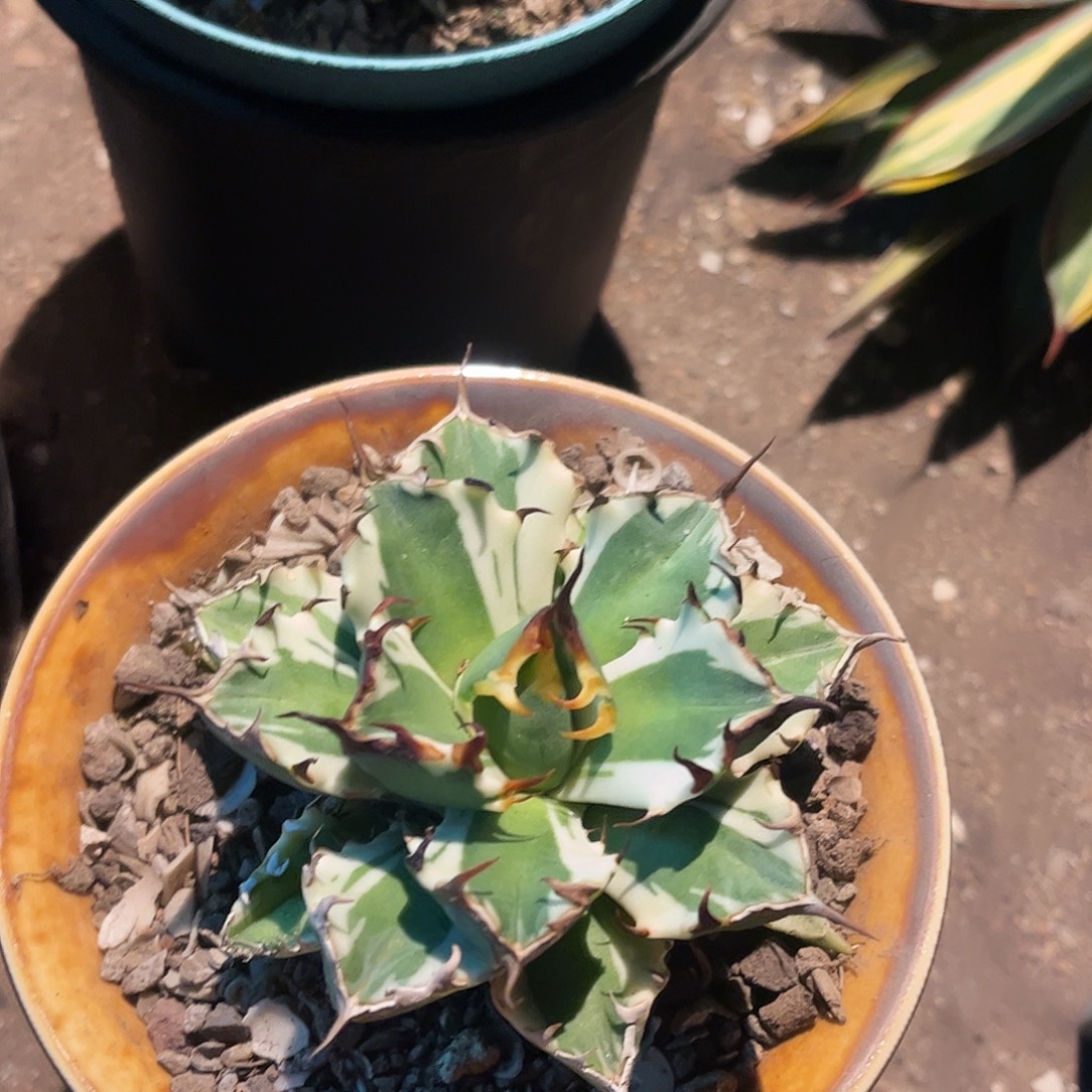 姬人白腹轮龙舌兰