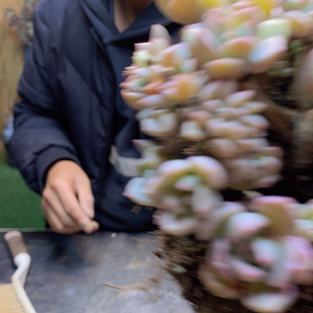 半****D266号蜜桃格林