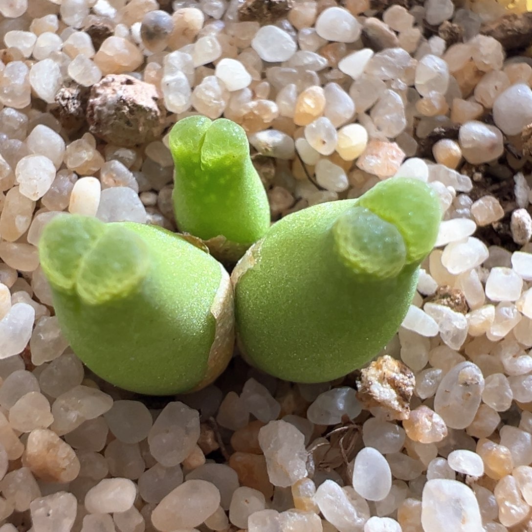 244。棚主自留1614大型奶瓶母本