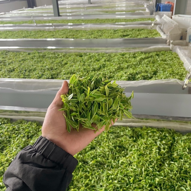 今日清仓处理8款 高山白茶  原产地 春茶 高山茶 小李茶叶