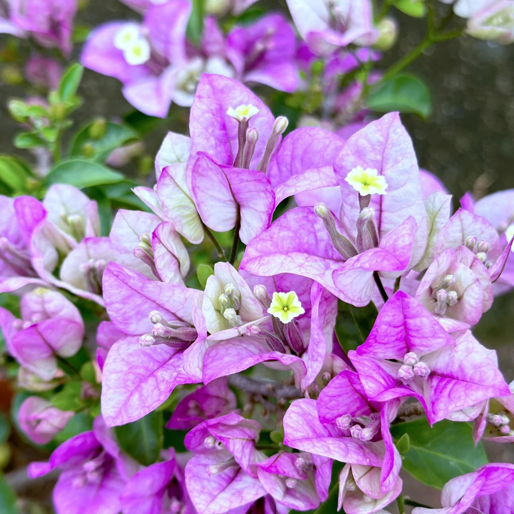 【雪紫】三角梅勤花品种四季勤花好养原盆原土老苗发货