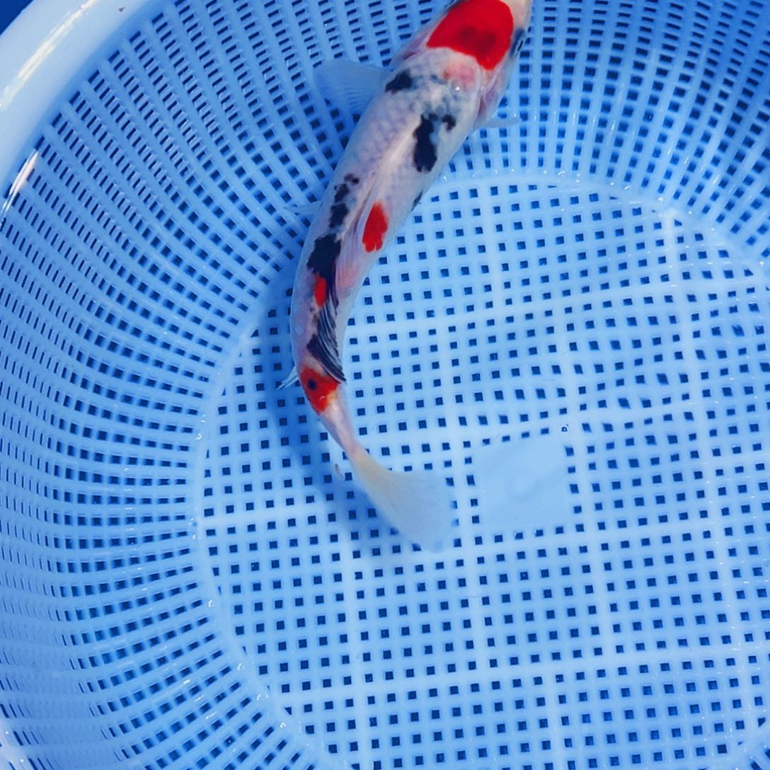 锦鲤锦鲤观赏鱼11111