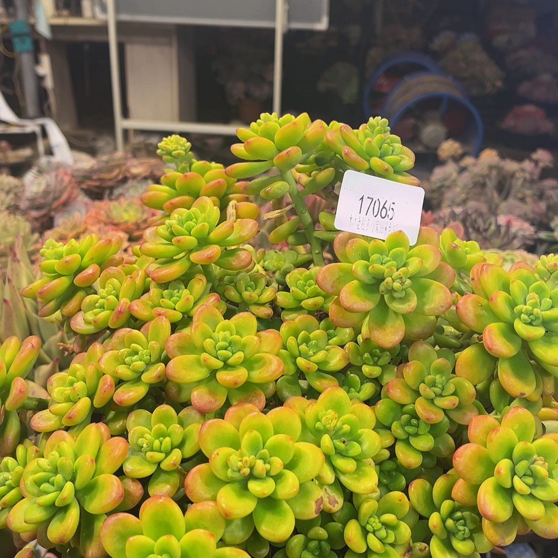 居***5香格里拉17065。    