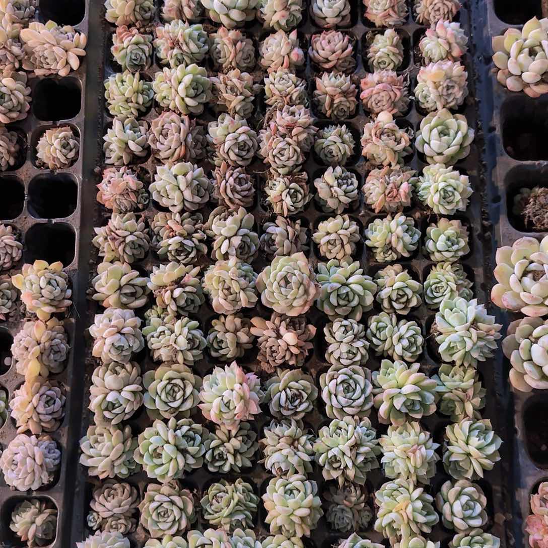 直播一物一拍多肉202