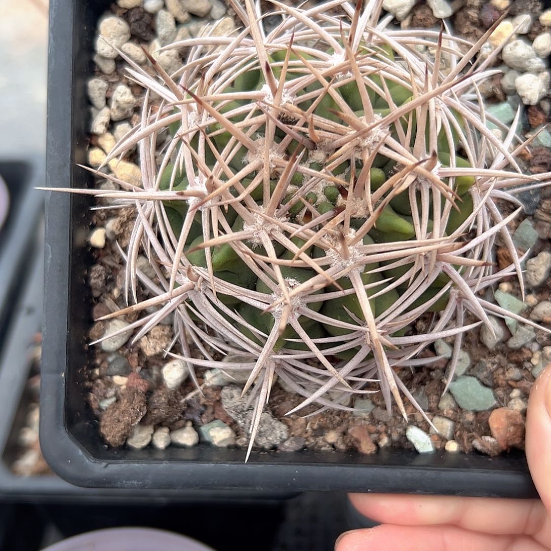 无***虑实生 碧岩玉一物一拍