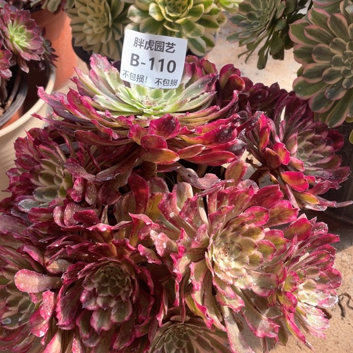 110水墨变异多肉法师