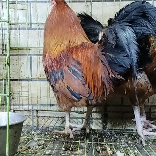 1一3天中国大陆贵州土鸡