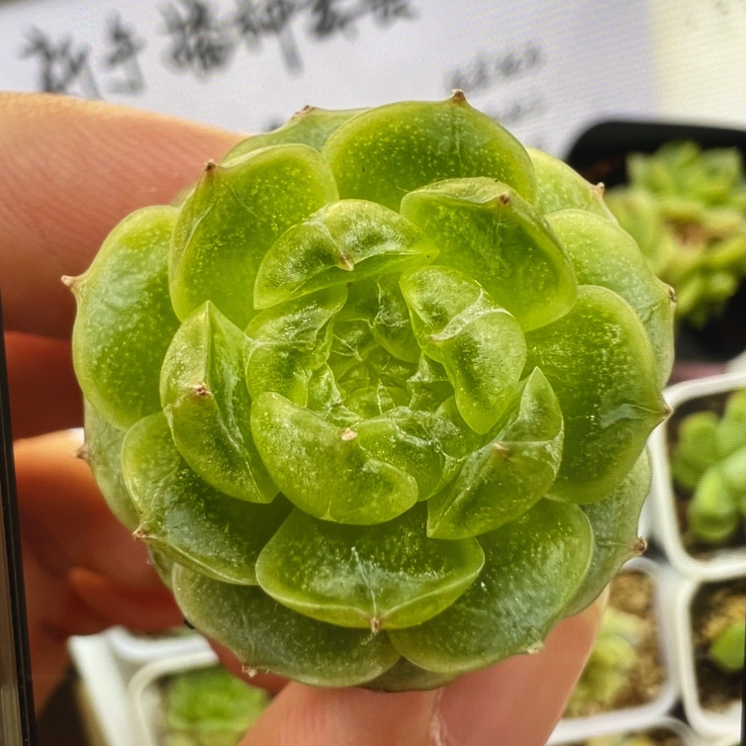 小满20粒，冰透款，新手推荐