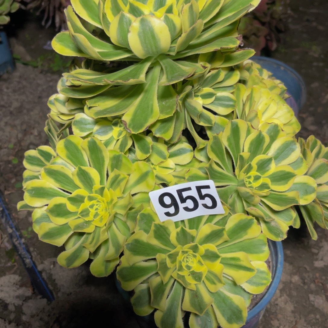 保时捷26/////36包邮