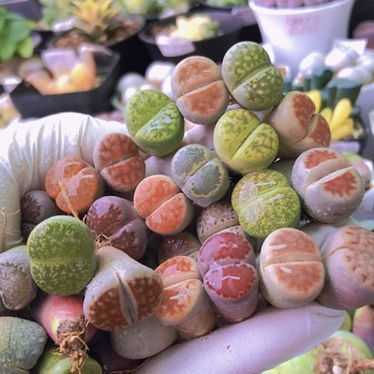 无花朵1126，1.5-1.8厘米如图30颗