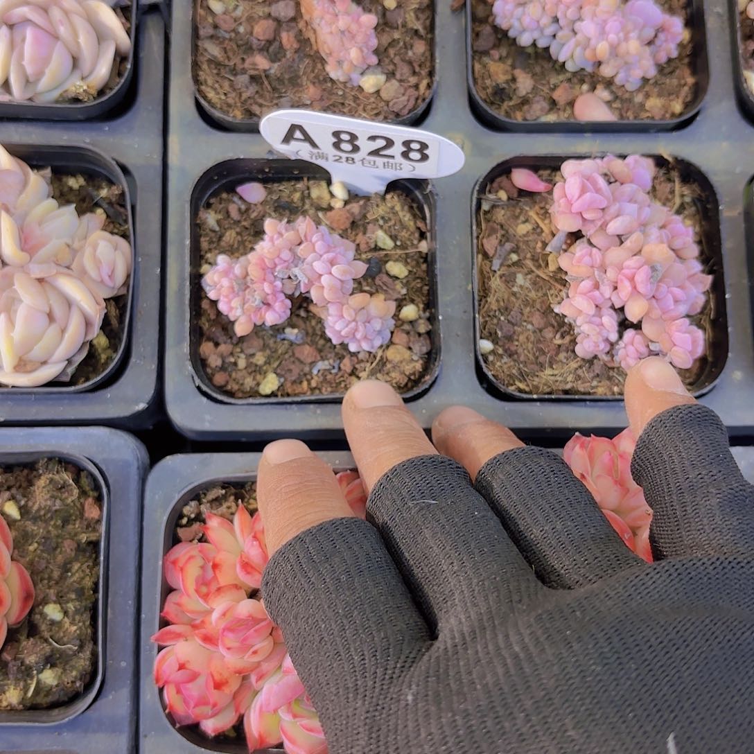 A828雪精灵一物一拍多肉