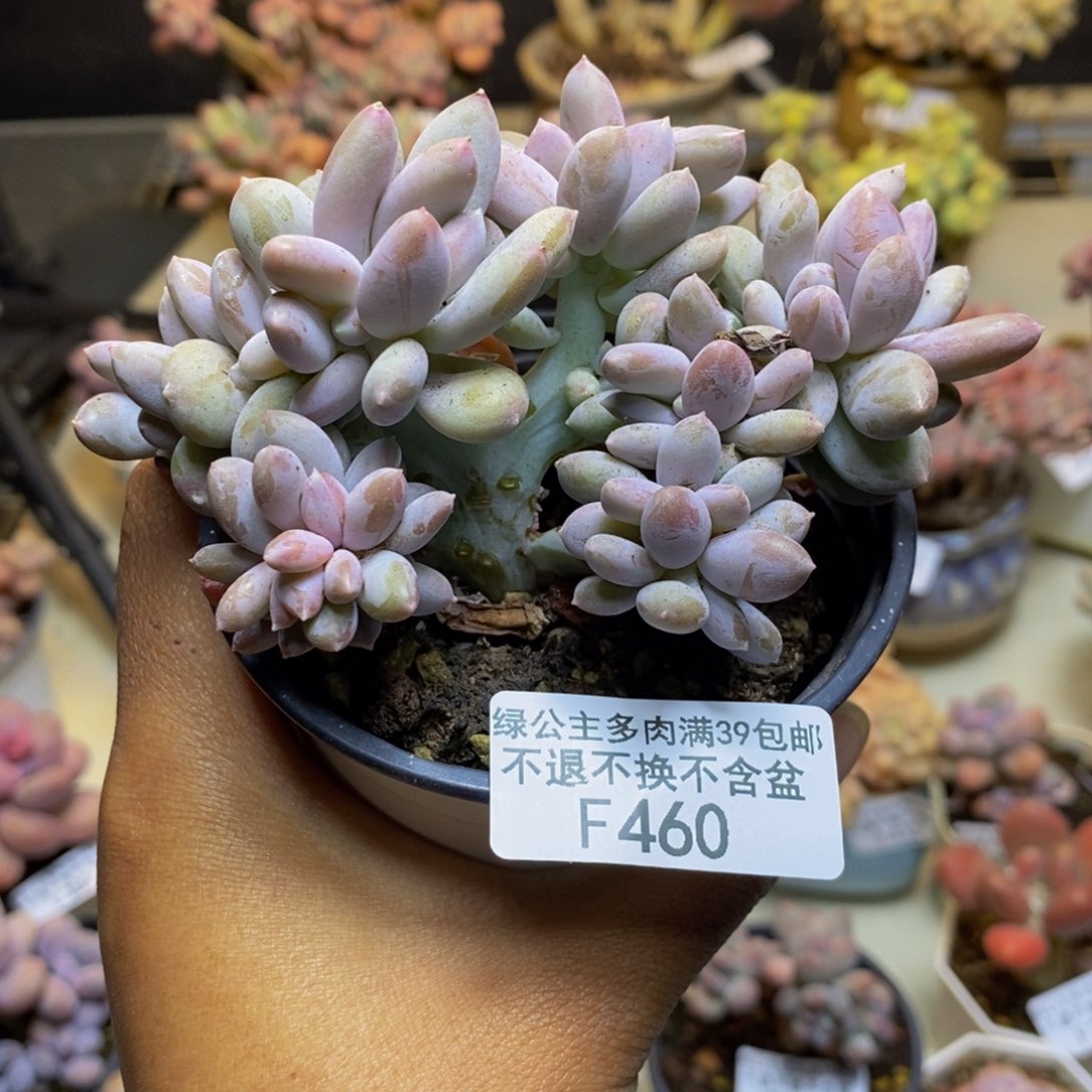 460屁桃奶酪缀多肉7cm