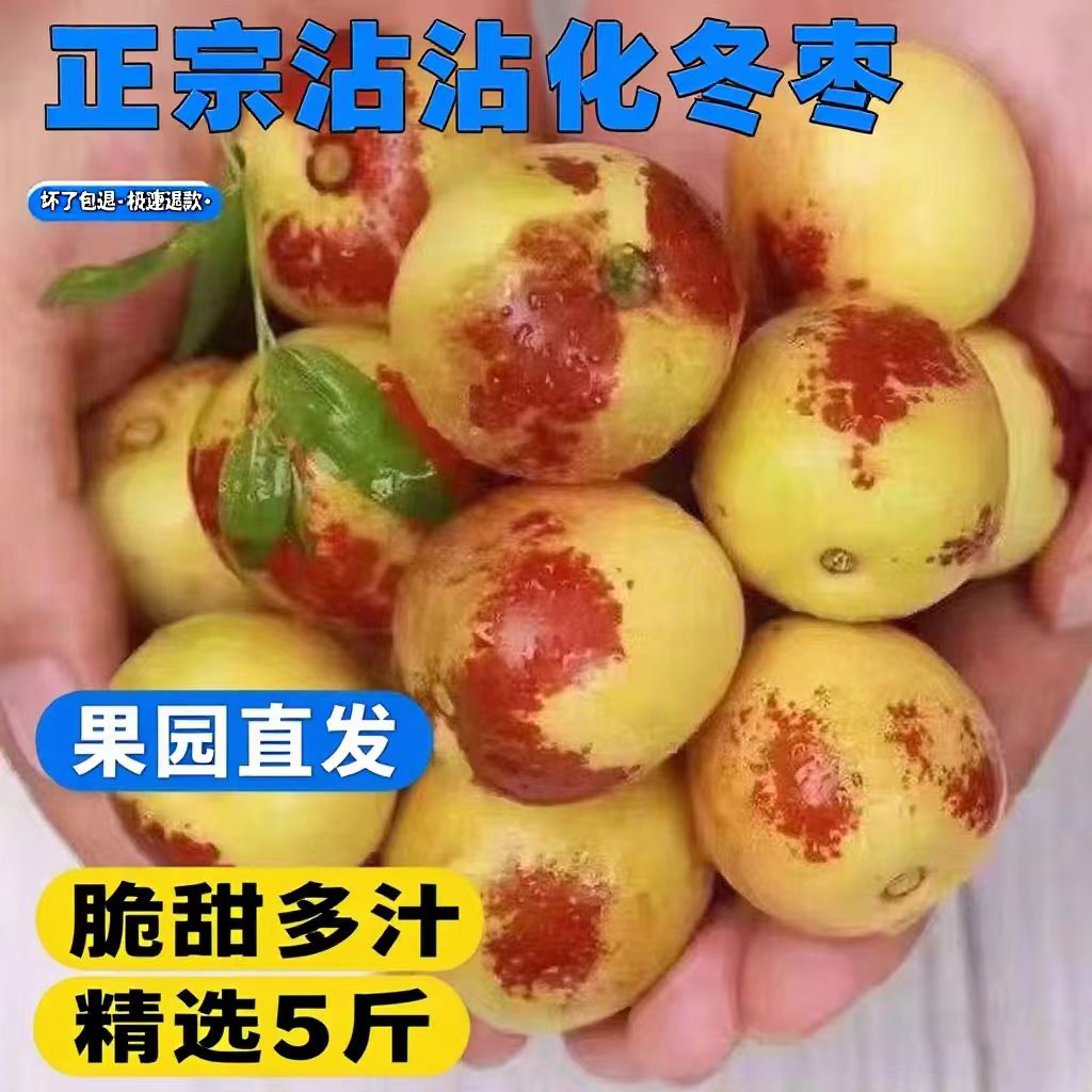 沾化冰糖冬枣新鲜脆甜多汁应季水果