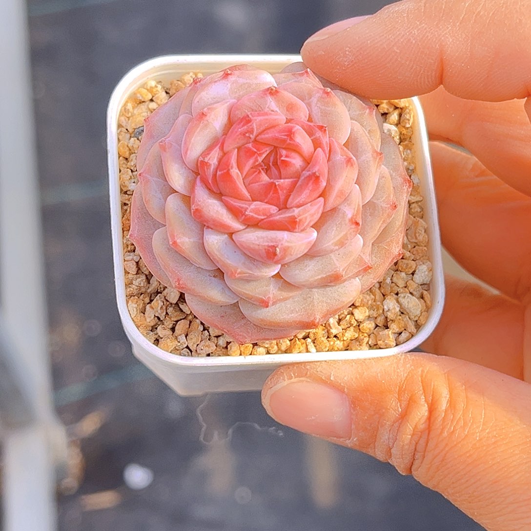 902 放漏 新品珍妮 满18包邮