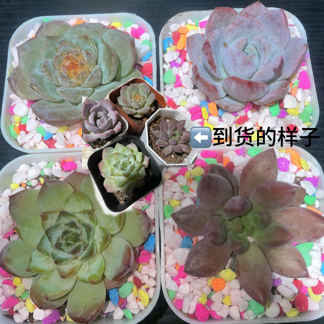 彩砾萌肉组（发货只有多肉和多肉本身的盆  不带彩石和白盆）