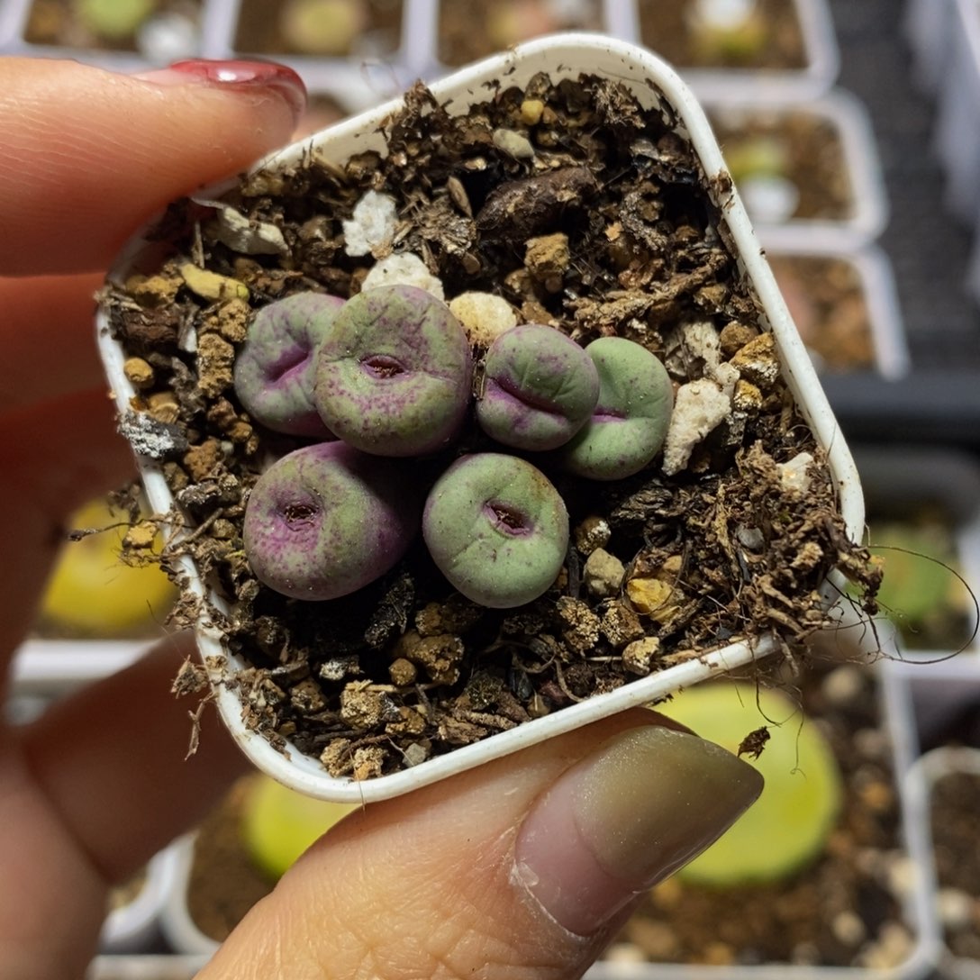 红嘴6头多肉带盆