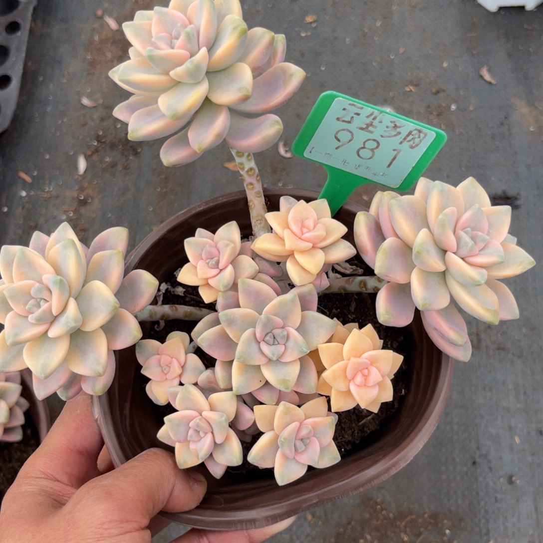 云尘多肉一物一拍981