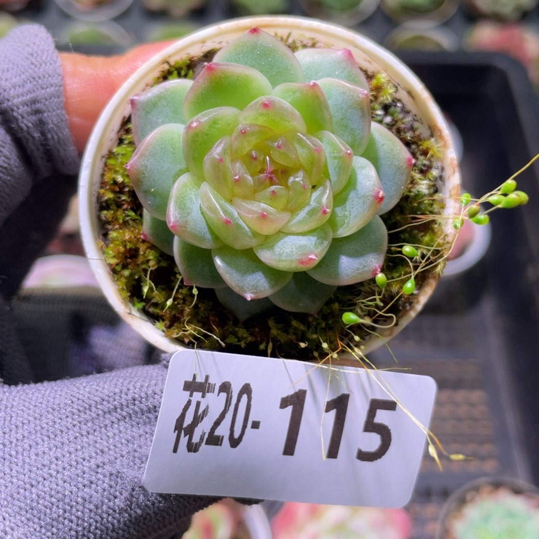 花利美20-115珍妮