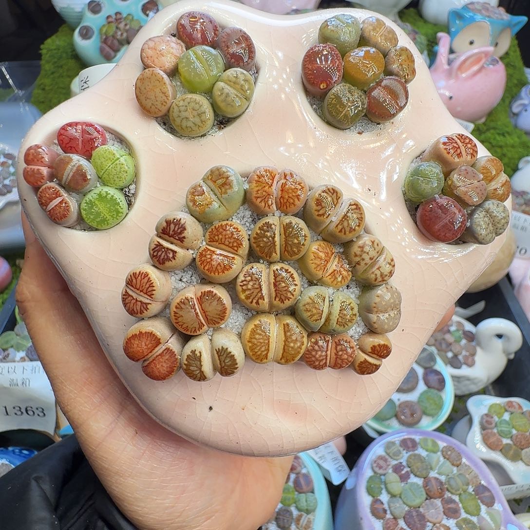 多肉植物福利冲1409
