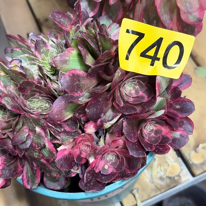 多肉植物黑膜锦囊740