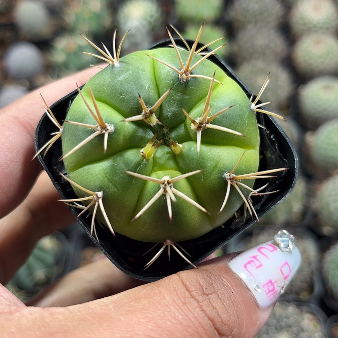 勇将单头发货单头发