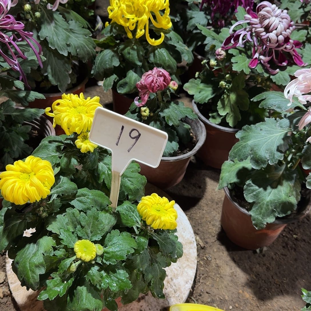 大部分花苞少量开放19
