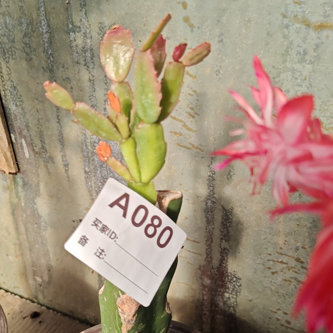 红重嫁接零下五度以上包邮80