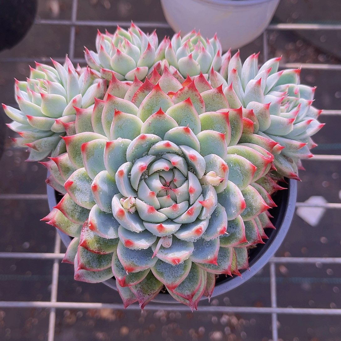 桃夭14公分999999999999