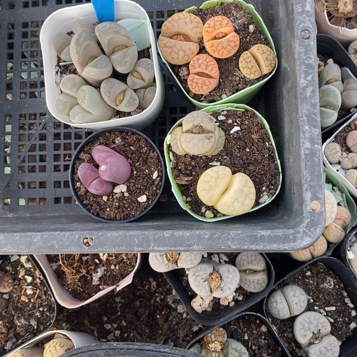 锦***鲤生石花等植物的生长发育351