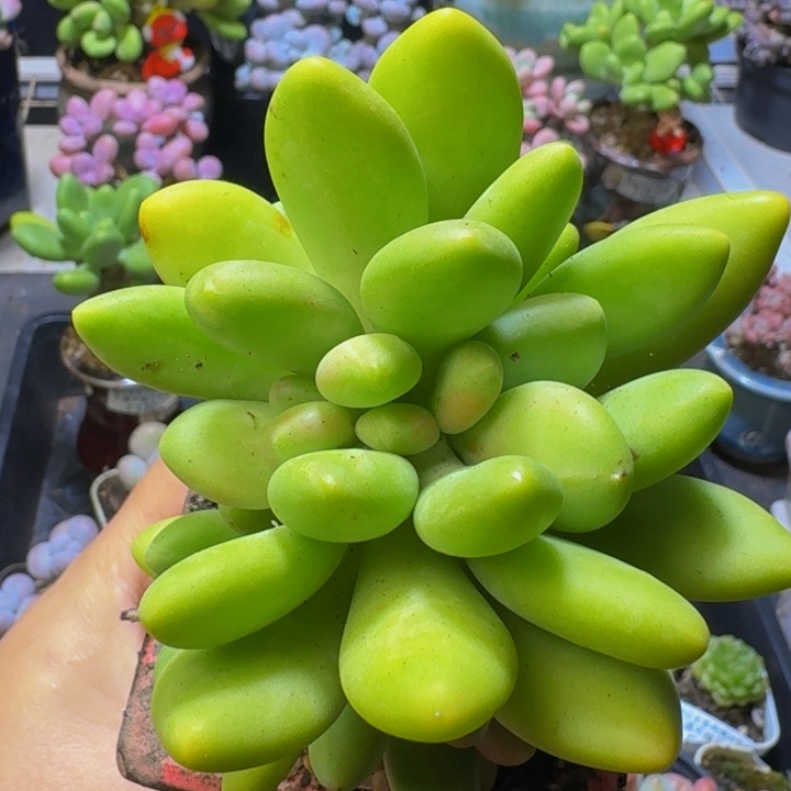 102 芒果奶金色缀8 厘米