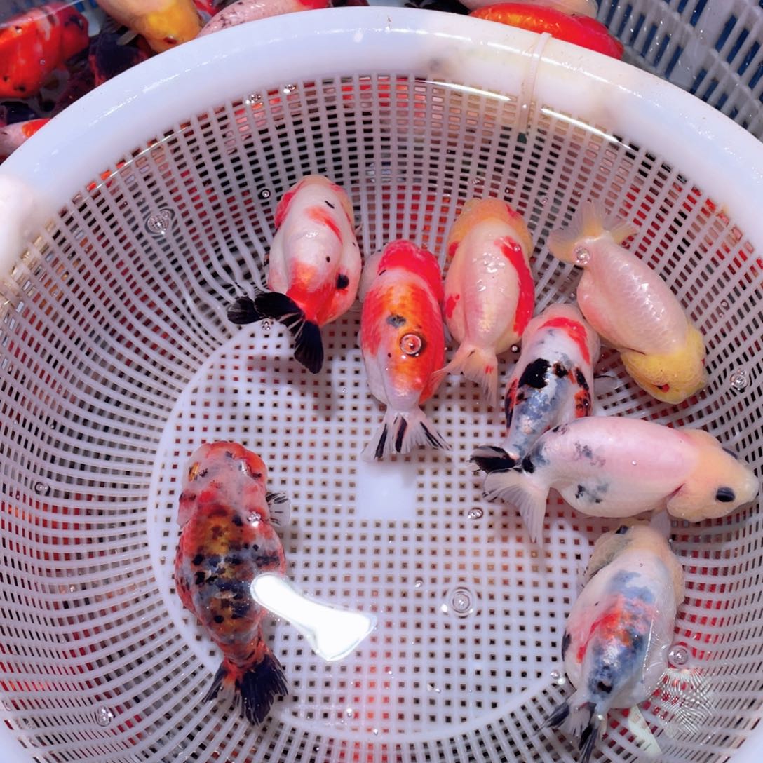 金鱼东海龙王传说皮肤不好意思