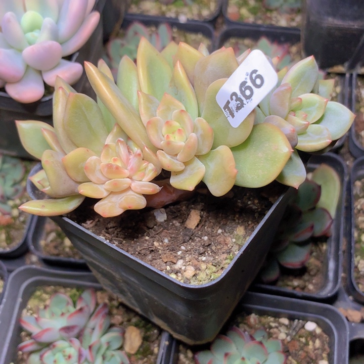 t366新品朵朵缀脱土