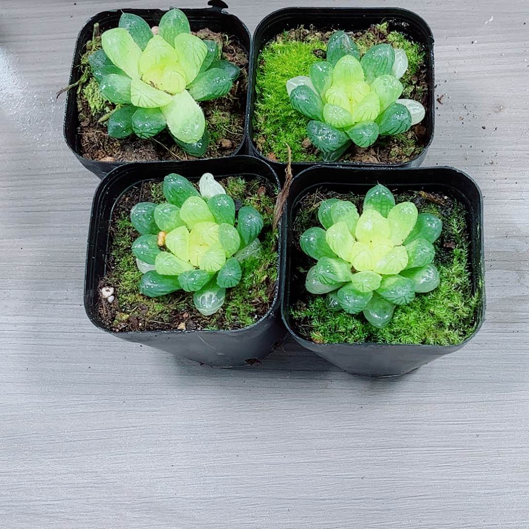 琥珀玉露一勿一拍