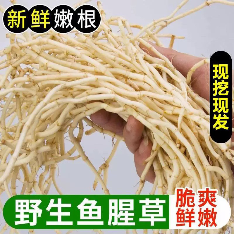 现挖新鲜鱼腥草嫩根折耳根中药材可作凉拌菜下饭菜