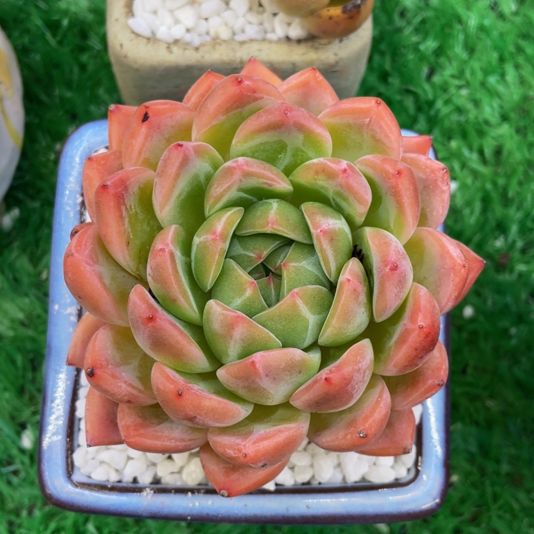 多肉植物盆栽多肉
