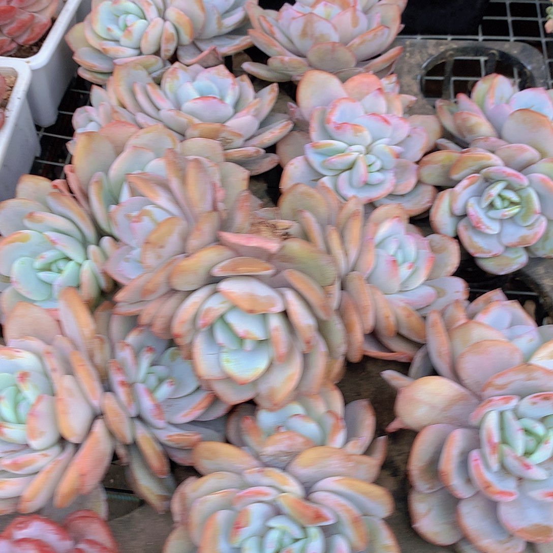 大双头韩奶茶34567889999
