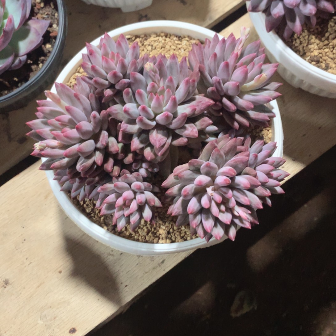 多肉植物多肉美人