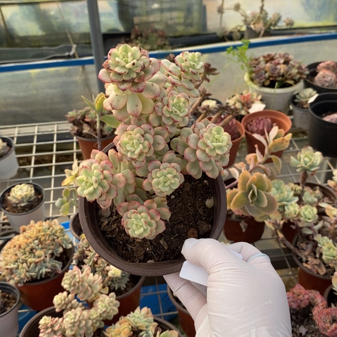 772探戈锦一物一拍