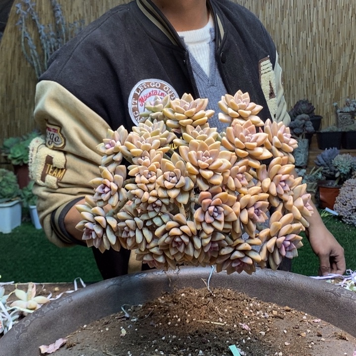 F***R392 号淡雪多肉植物