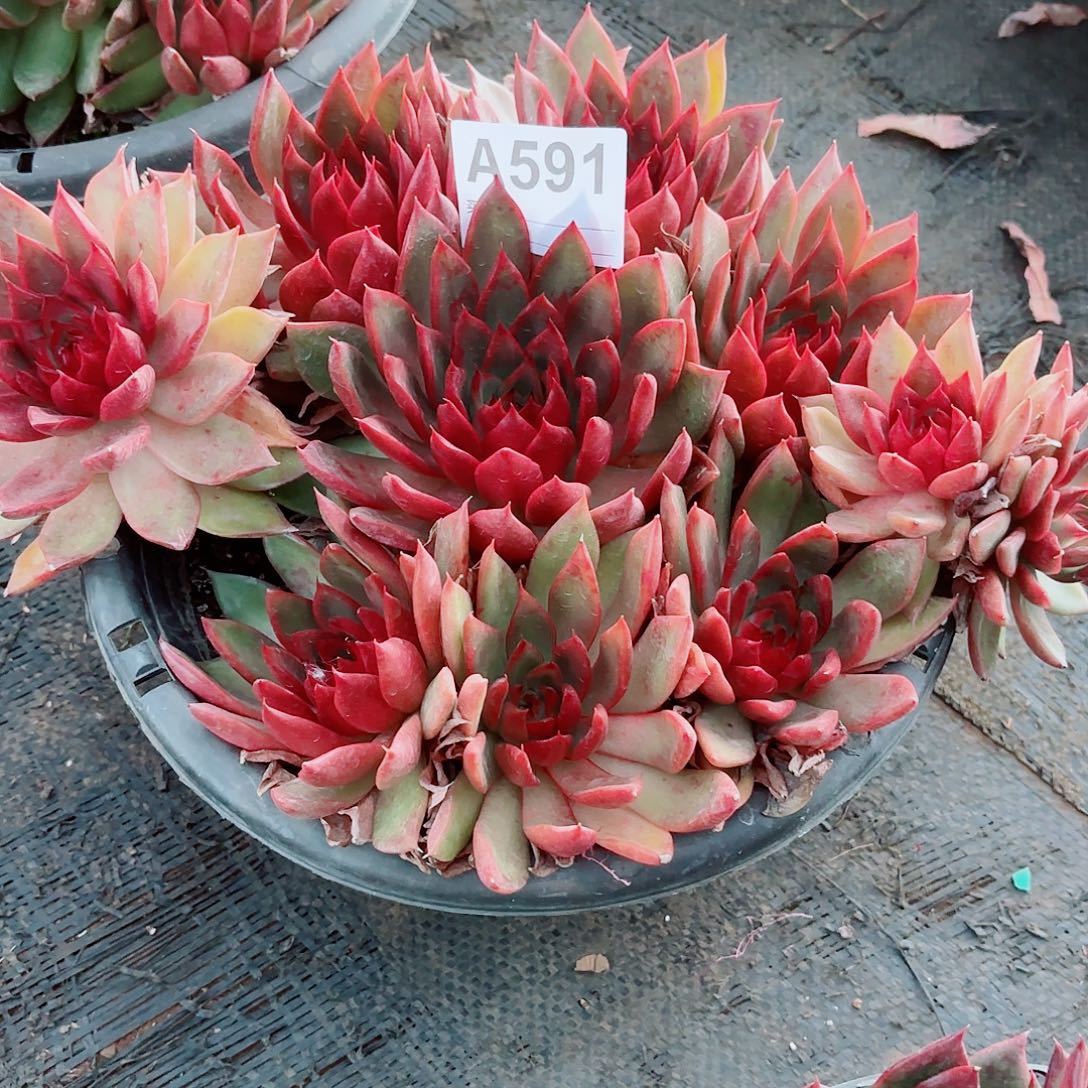 清***野马东云多肉591号