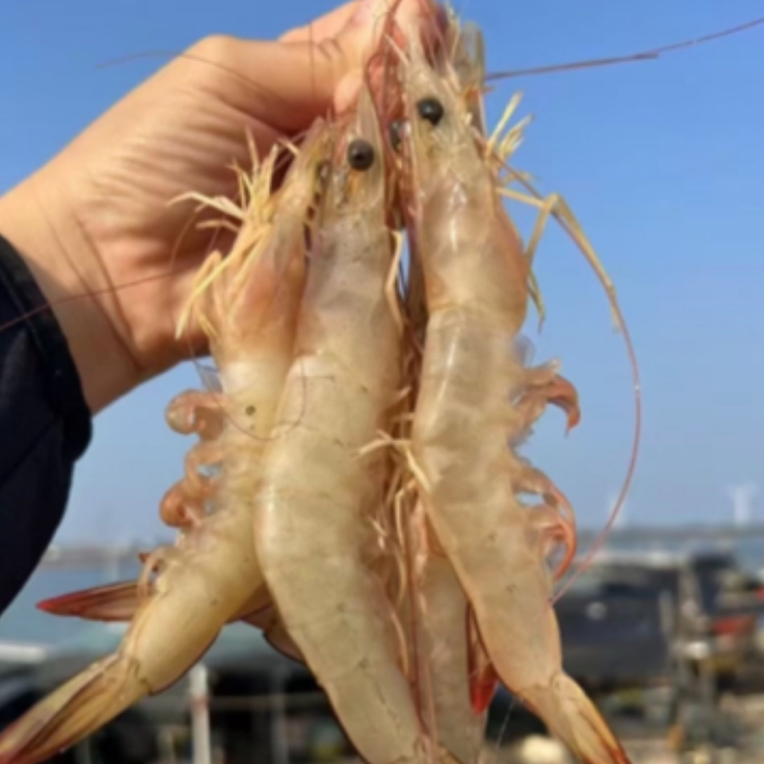 汕尾本港野生白刺虾明虾包脆包甜