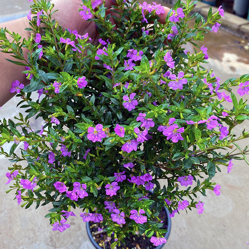 木本满天星盆栽(紫色繁星)庭院阳台开花植物开花紫红色小巧可爱