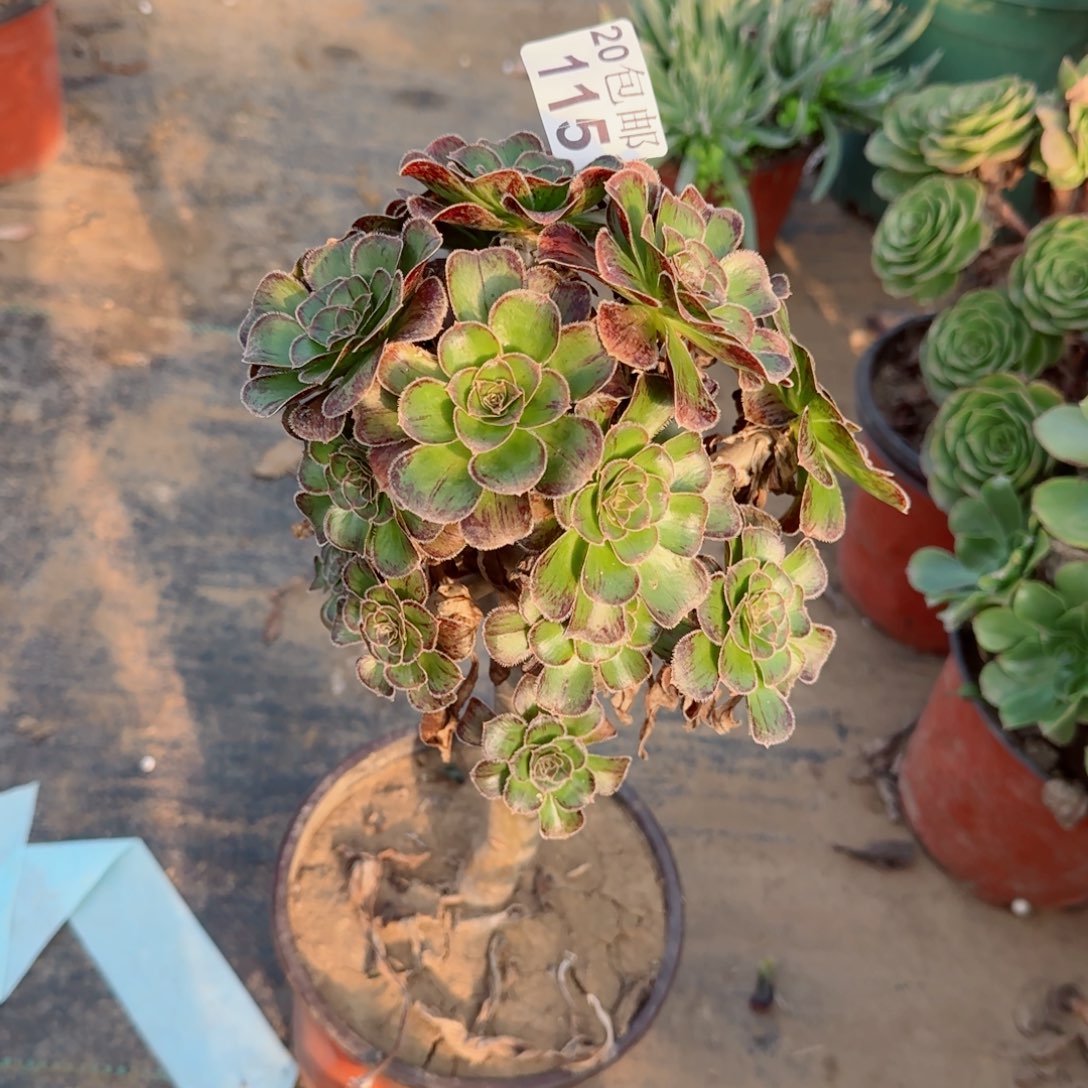 拉丝锦115满20包邮断枝不包