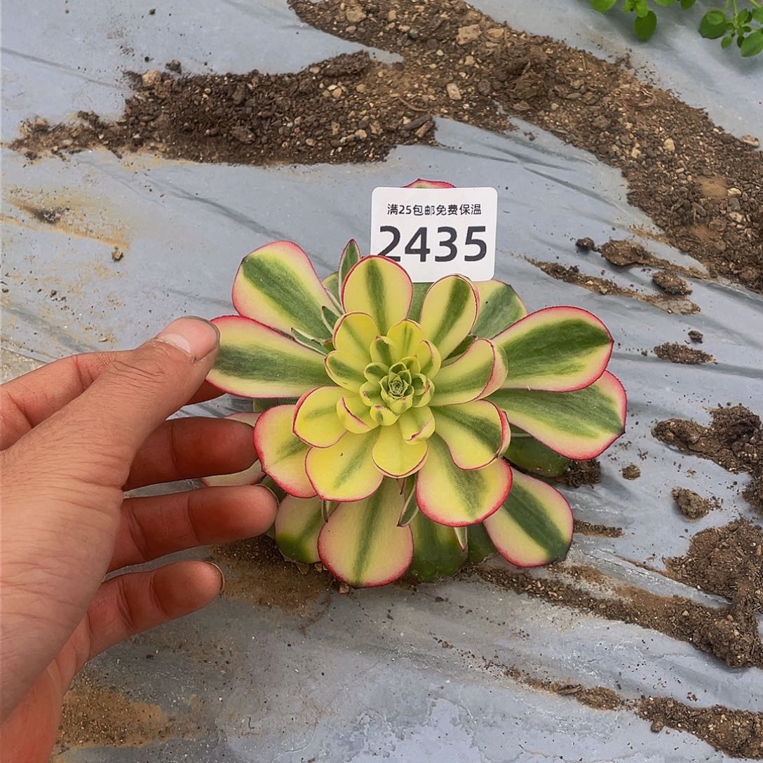 2435荔枝多肉植物