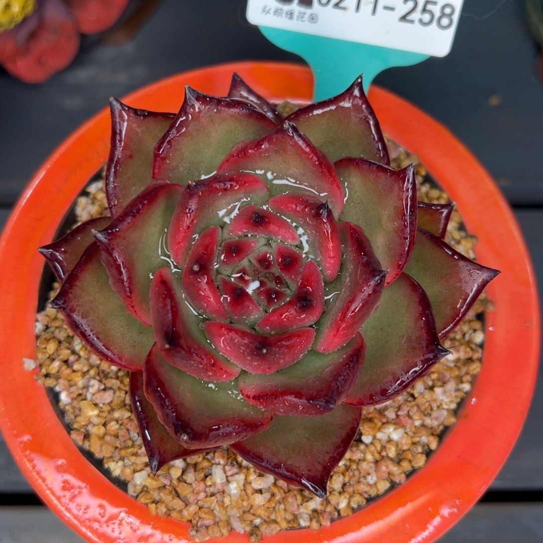 从前慢多肉精选编号0211.258