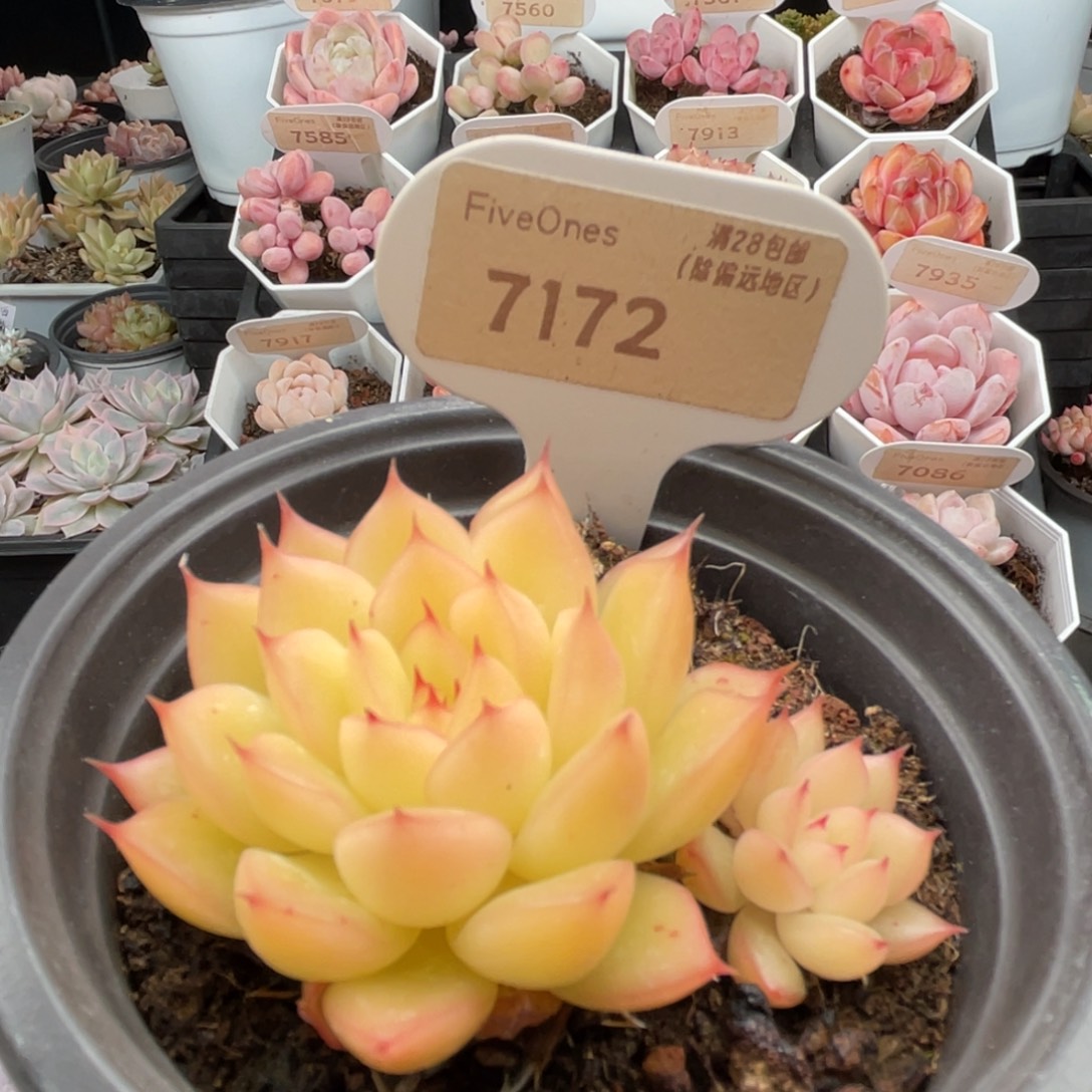 闪光7172-6.0厘米