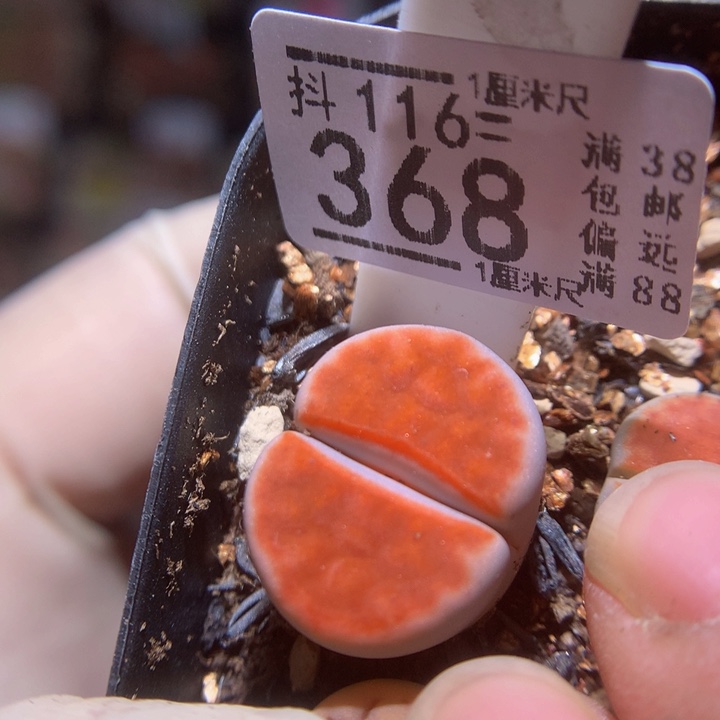 精品生石花116.368