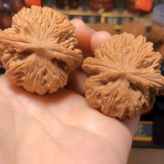 野生小众：黑金刚